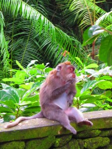 Monkey Chilling In Ubud