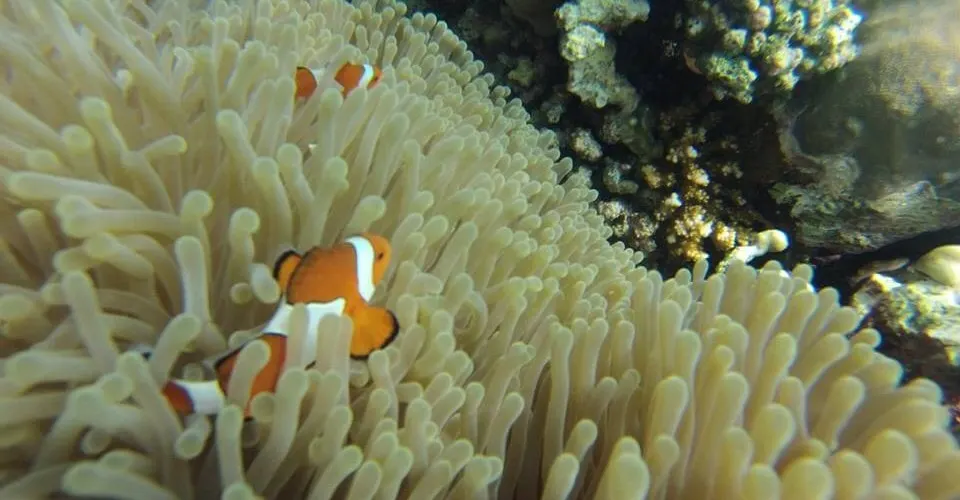 Finding Nemo in Lovina, Bali