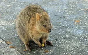 Lovely Quokka relaxing in Rottnest Island 