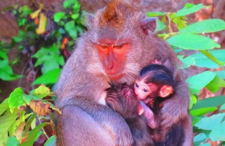 Monkeys holding babies