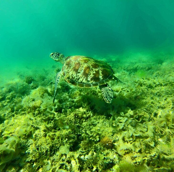 Cebu island Philippines. Turtles in Moalboal