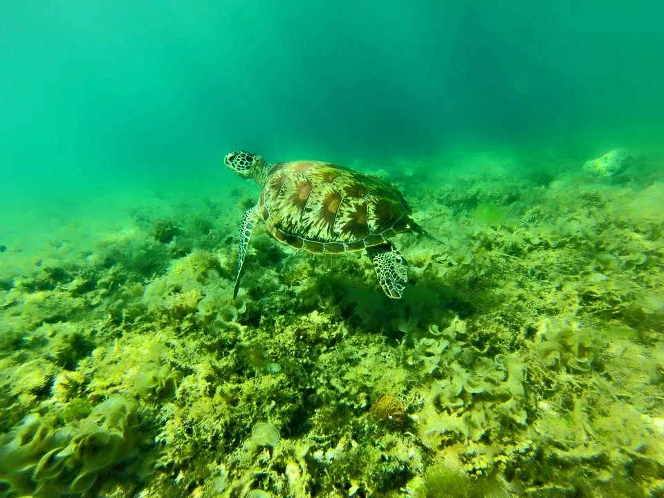 Cebu island Philippines. Turtles in Moalboal