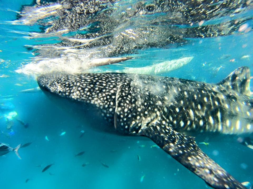 Whale Shark Watching early morning 