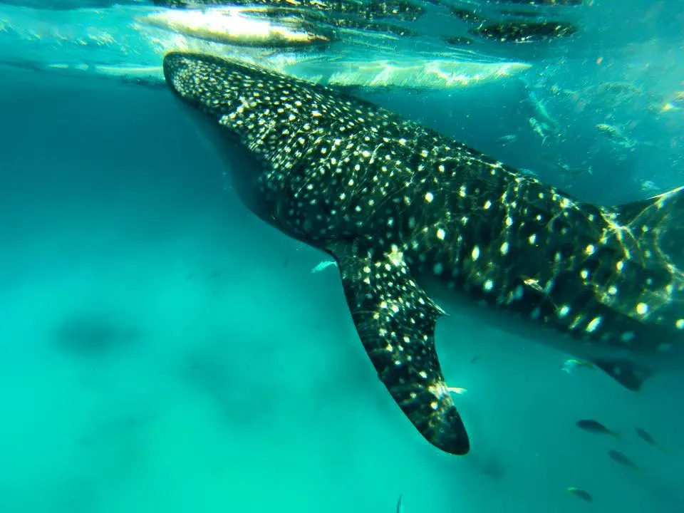 Whale Sharks in their natural habitat