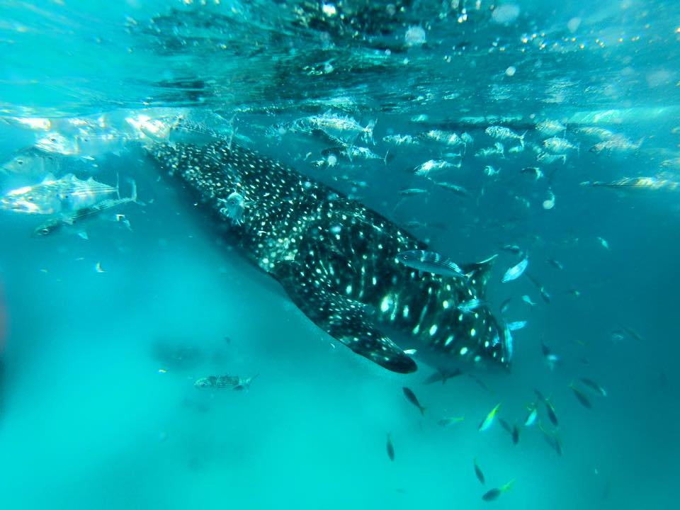 Sunsettravellers.com swimming with whale sharks