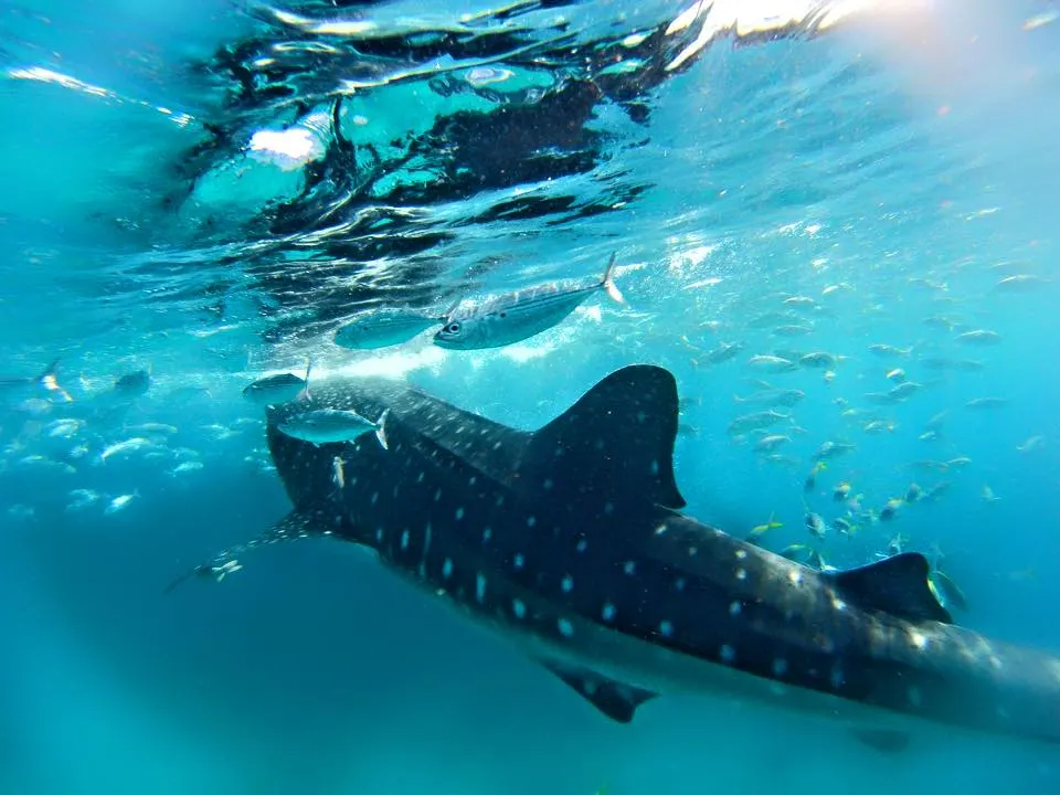 Swimming with Whale Sharks in Oslob sunsettravellers
