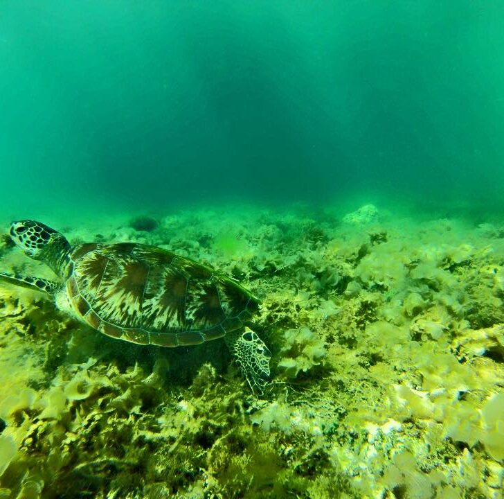 Turtles and Sardines in Moalboal Philippines