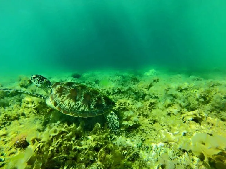 Turtles and sardines in Moalboal, Philippines
