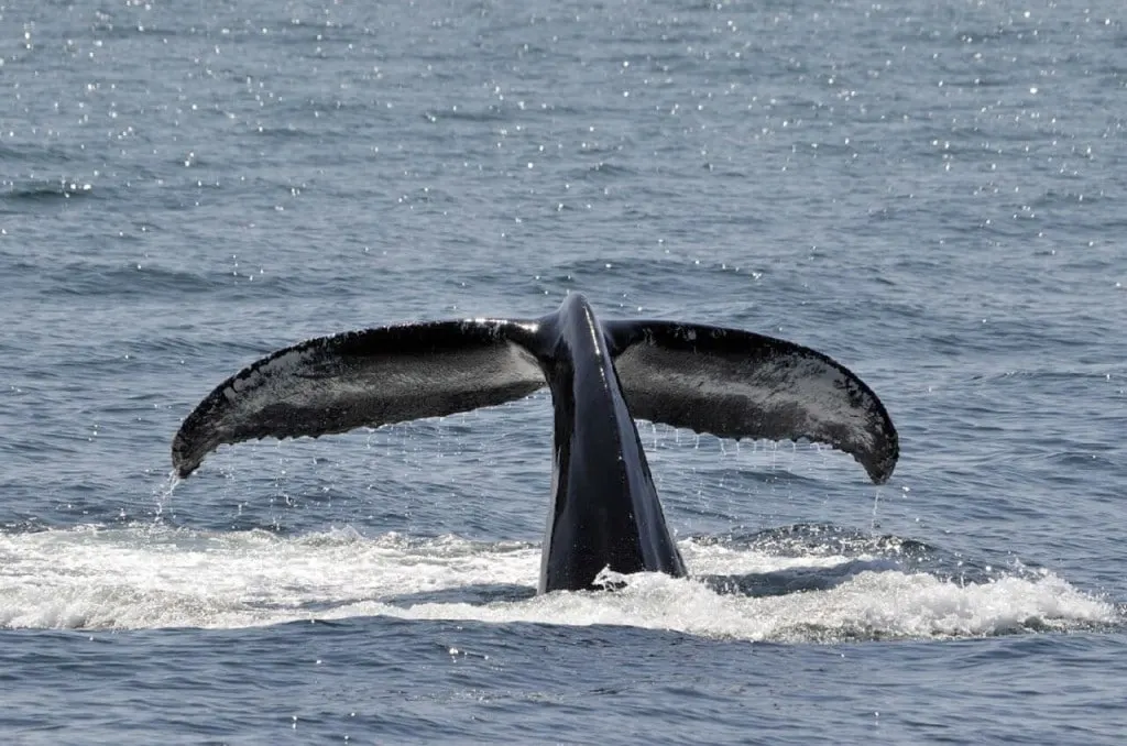 Whale season in Ireland