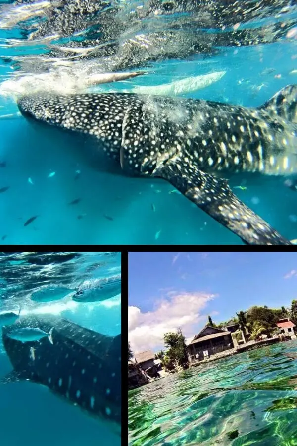 Swimming With Whale Sharks in Oslob