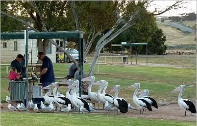 Reasons to never visit Australia