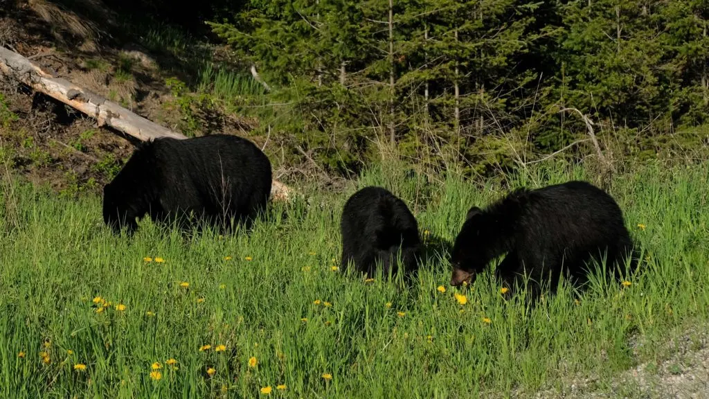 Canadian rockies road trip spotting a few black bears