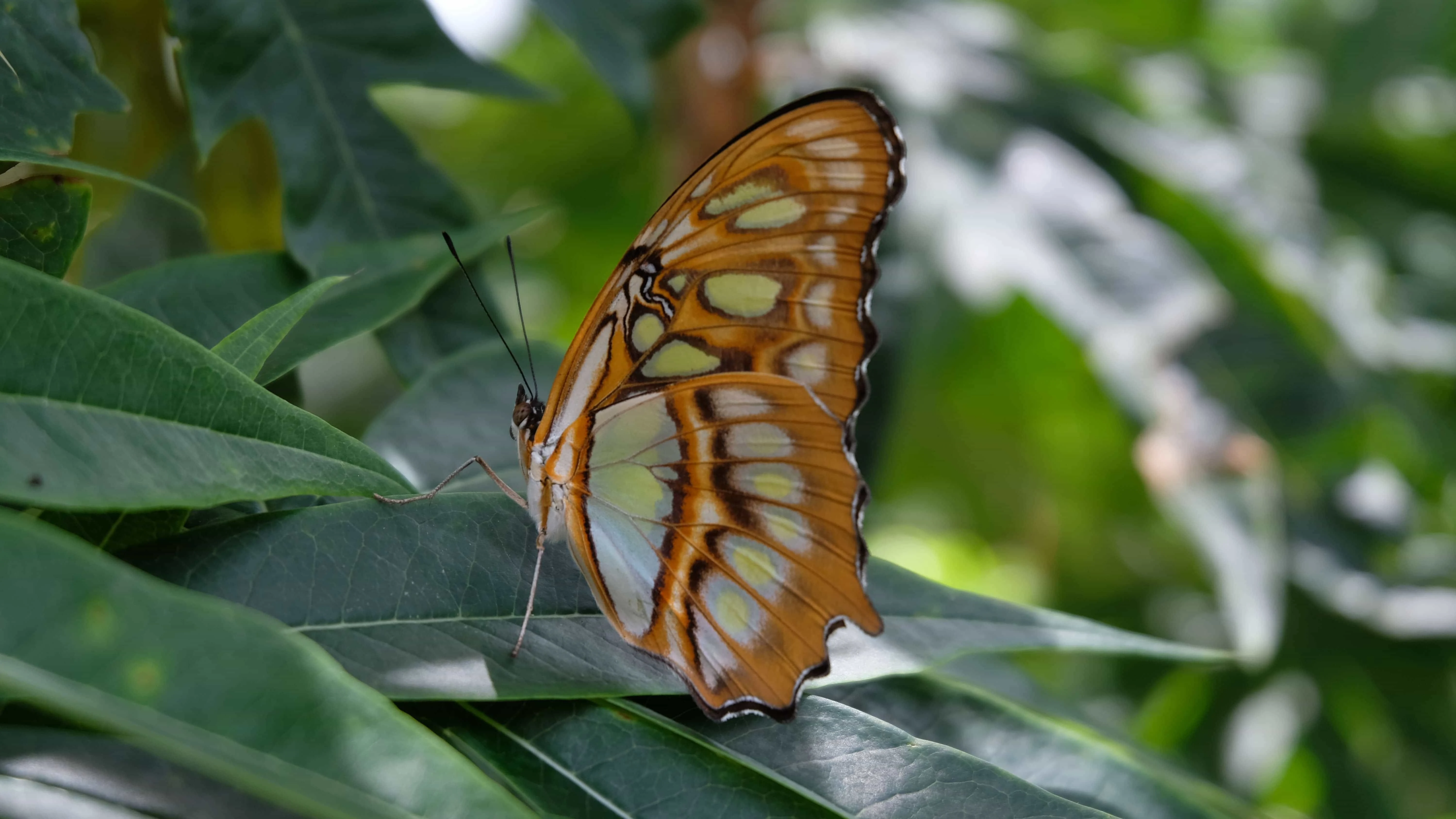 Things to do in Ometepe island butterfly sanctuary.