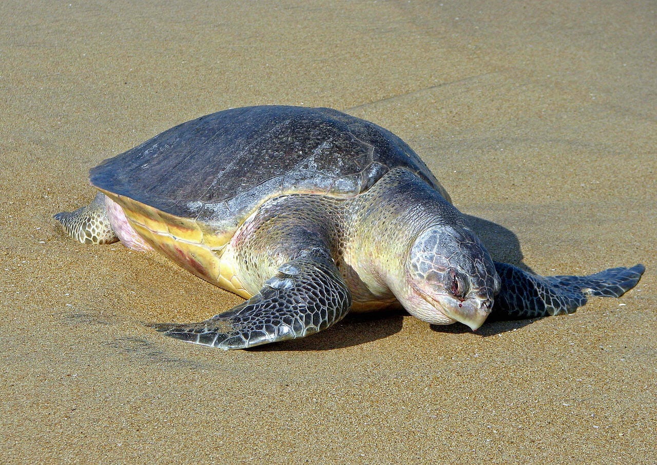 See olive ridley turtles is one of Things To Do In Nicaragua