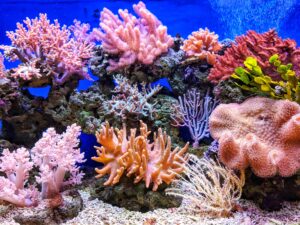 Exploring The Great Barrier Reef in Australia