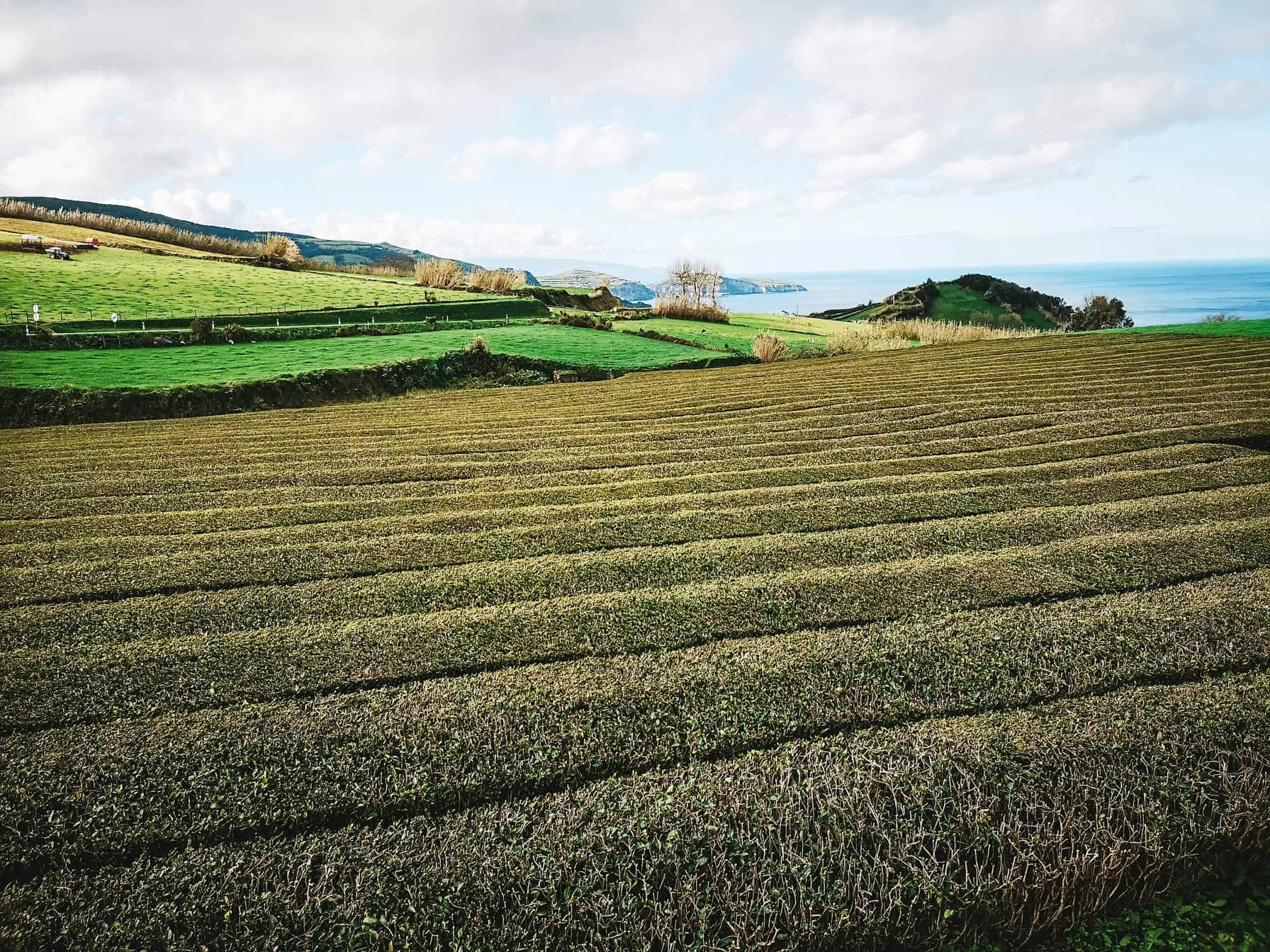 20 Unmissable Things To Do On São Miguel Island, Azores - Sao Miguel Tea Plantation