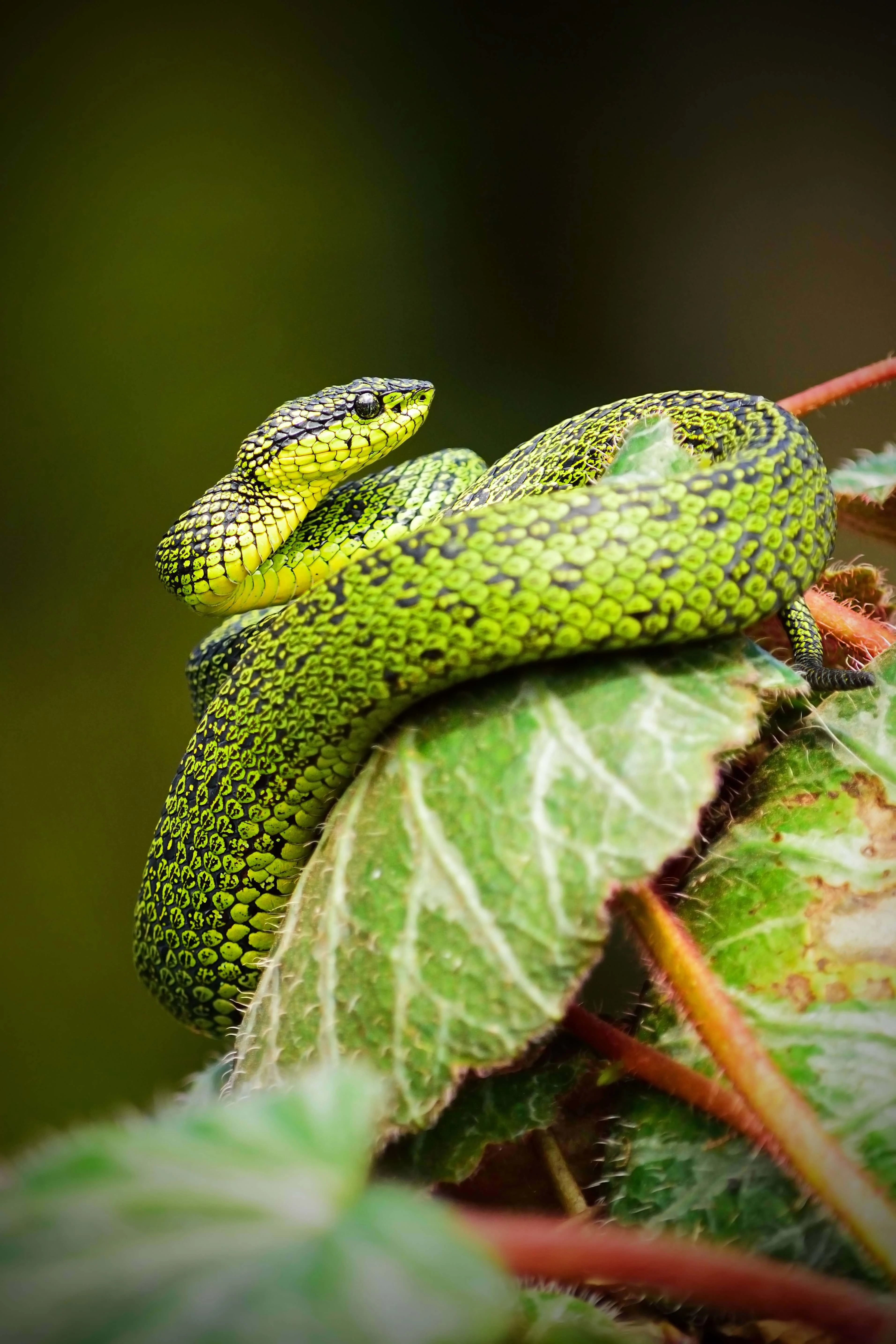  20 of the worlds 25 deadliest snakes can be found in Australia