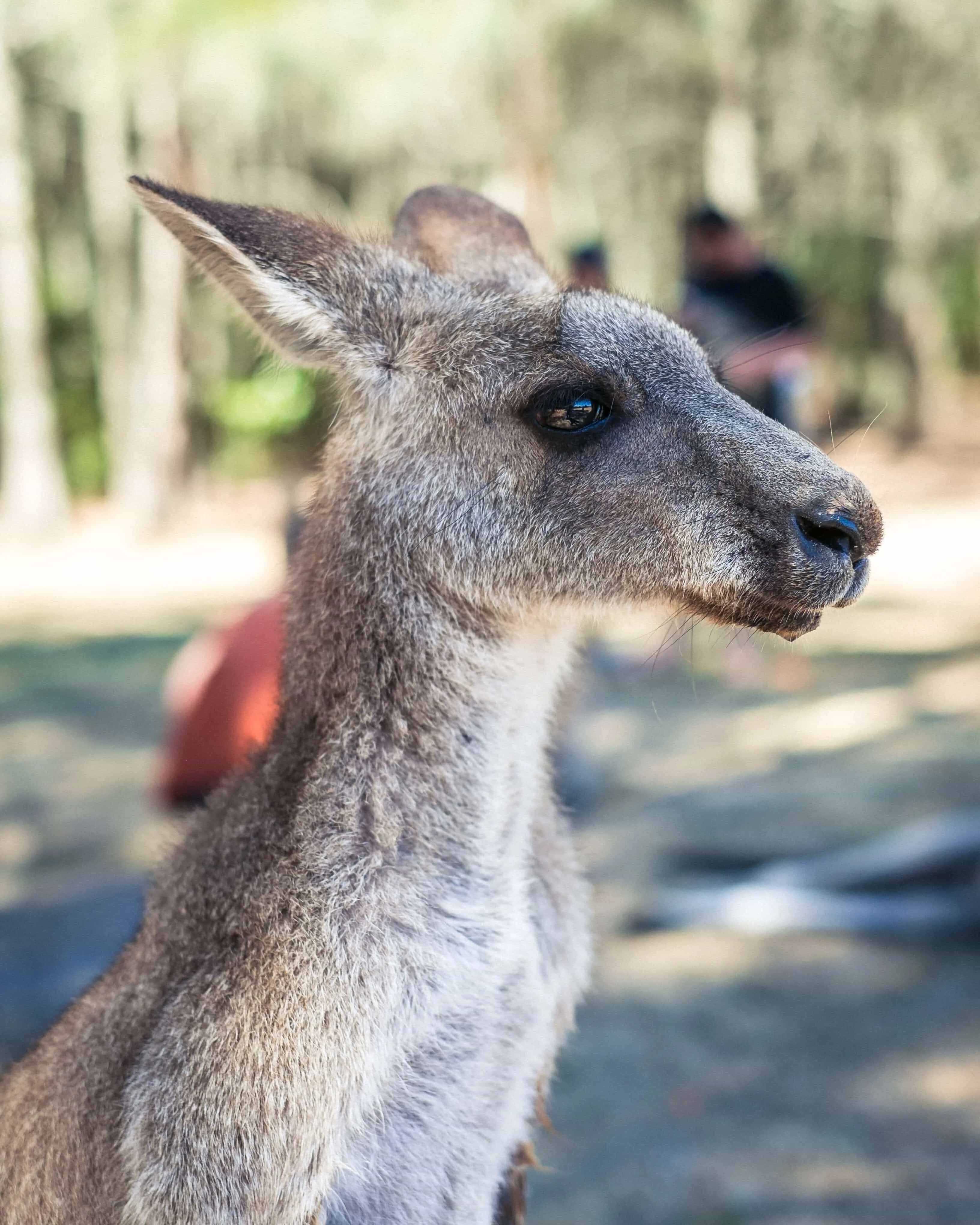 A Kangaroo looking back at a field