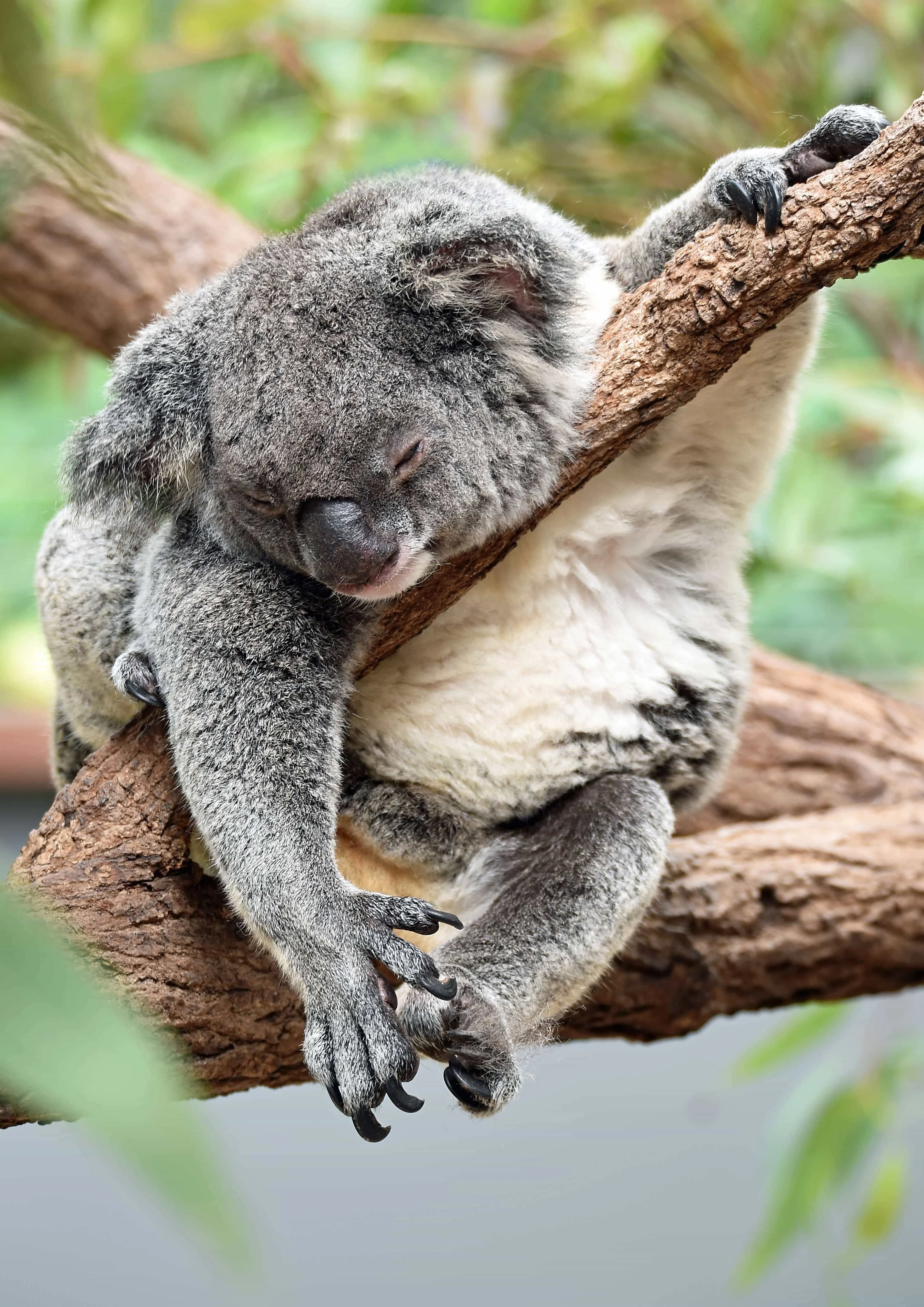 Moving To Australia? 110+ Things You Need To Know Before Moving Over - Do drop bears really exist?