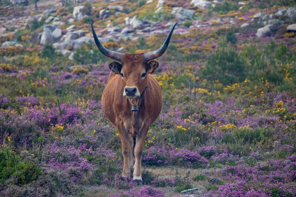 Peneda-Ger&ecirc;s National Park, northern Portugal