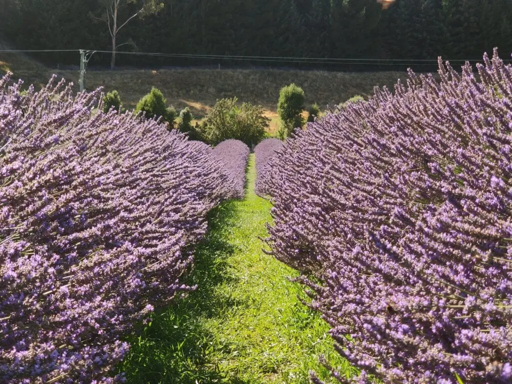 Wanaka lavender farms