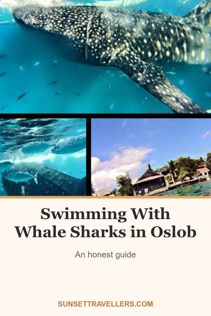 Swimming With Whale Sharks in Oslob: An honest guide